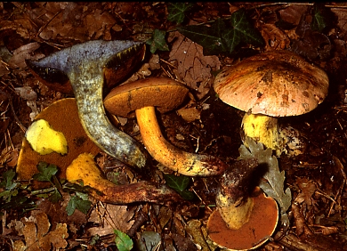 Boletus comptus Simonini